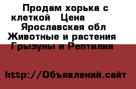 Продам хорька с клеткой › Цена ­ 3 000 - Ярославская обл. Животные и растения » Грызуны и Рептилии   